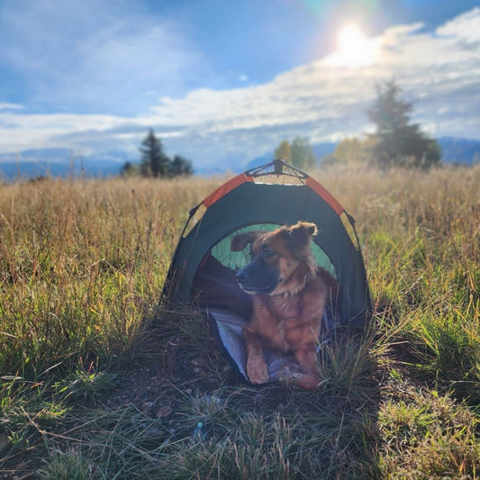 Camping Pop Up Pet Tent